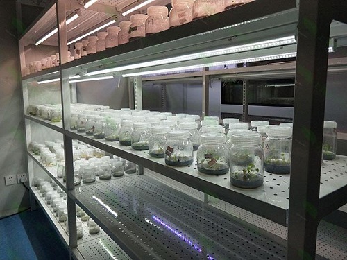 湘乡植物组织培养实验室设计建设方案